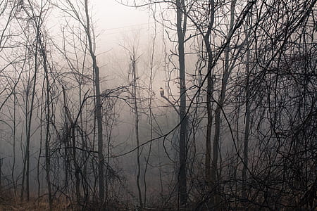 Hawk In Foggy Woods Photo thumbnail