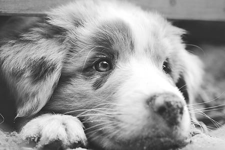 grayscale photography of Australian shepherd puppy thumbnail