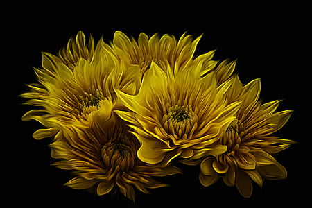 yellow petaled flower on black background thumbnail