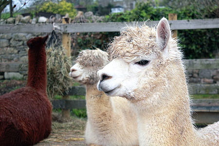 lambs thumbnail