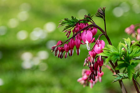 pink flowers thumbnail