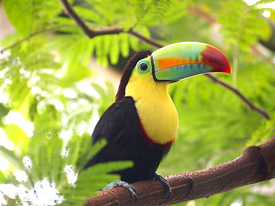 toucan bird perched on branch thumbnail