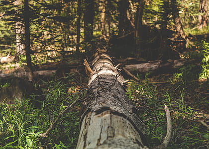 brown log thumbnail