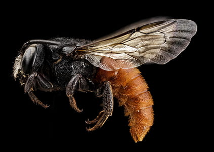 macro photography of black and brown wasp thumbnail