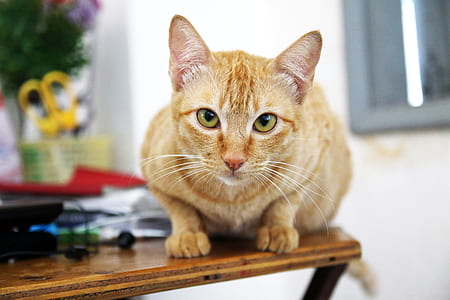 orange tabby cat on brown wood thumbnail