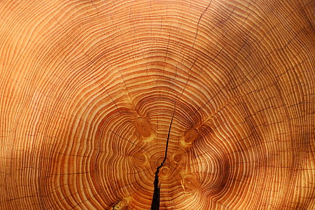 wood, tree, spruce, picea, conifer, texture thumbnail