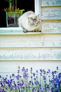 white and gray cat on white wooden window pane thumbnail