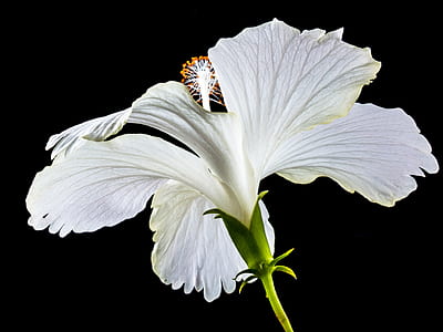 white hibiscus flower in bloom thumbnail