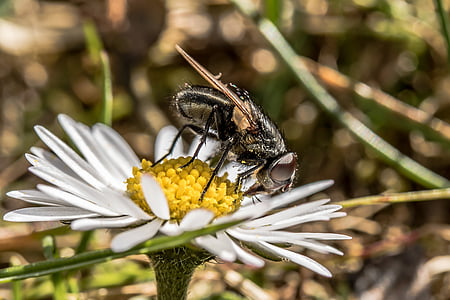 macro photography of fly on flower thumbnail