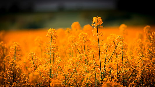 oilseed rape, blossom, bloom, field thumbnail