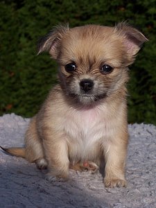 close up photo of small coated brown puppy thumbnail