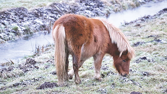 brown four-legged animal on grass land thumbnail