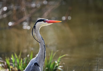 gray bird near on body of water thumbnail