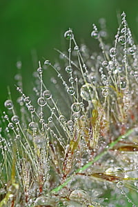macro shot of dew thumbnail