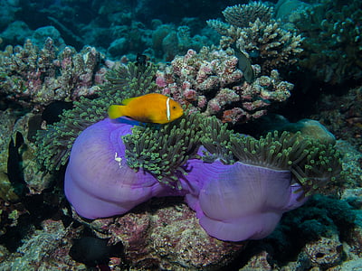 sea anemone thumbnail