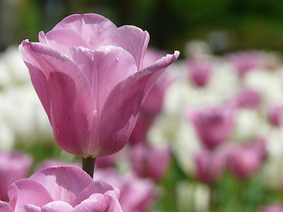 pink tulip flower in close-up photography thumbnail