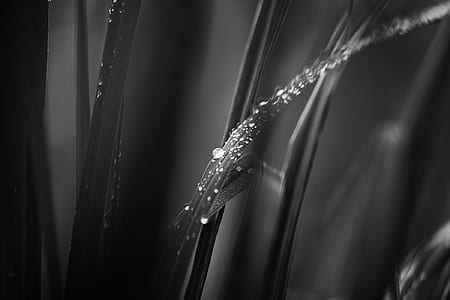 Grayscale Photo of Leaves thumbnail