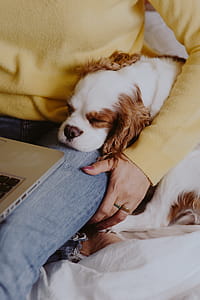 A woman in a yellow sweater with a sweet dog uses a laptop thumbnail