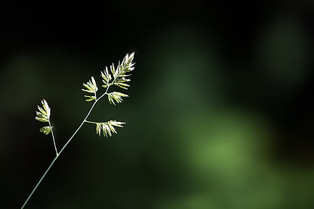 selective focus photo of green leaf thumbnail