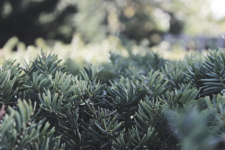 green leaf plants field thumbnail