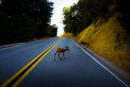 two brown deer on road thumbnail