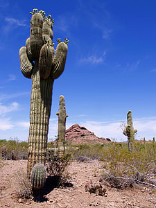 cacti surrounded by grasses thumbnail