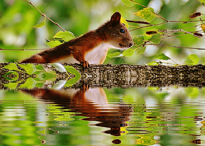 brown and white squirrel thumbnail