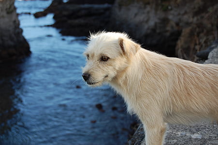 Close-up of Wet Dog by Lake thumbnail