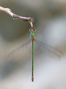 Dragonfly, Green Dragonfly thumbnail