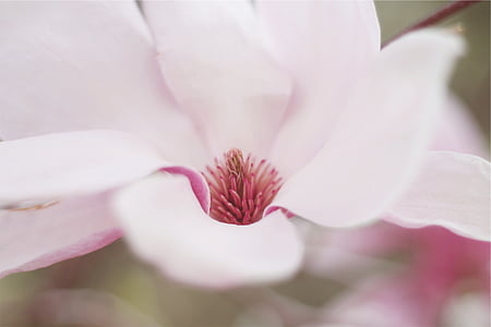 selective focus photography of pink petaled flower thumbnail