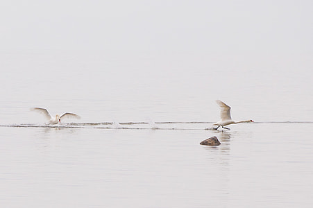 Swans splashing water thumbnail