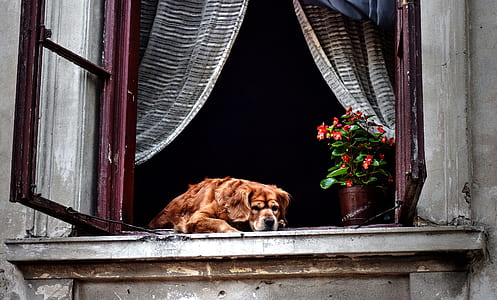 dog lying on window thumbnail