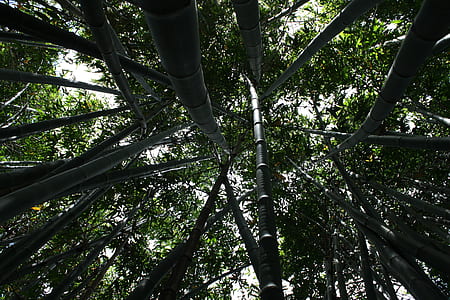 worm's-eye view of bamboo trees thumbnail