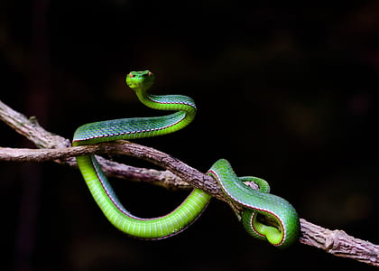 wildlife, snakes record, hue, vietnam thumbnail