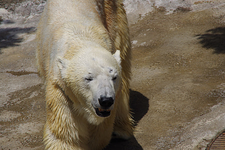 Polar Bear thumbnail