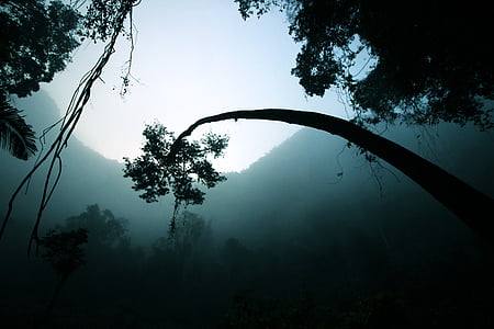 low angle photography of trees thumbnail