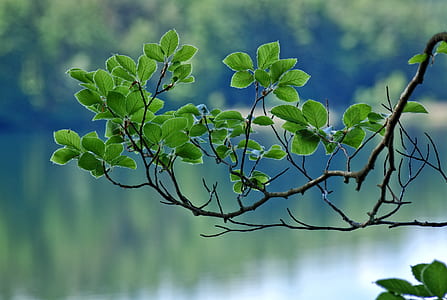 shallow focus photography of green leafed tree thumbnail