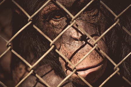 animal, zoo, monkey, wire mesh thumbnail