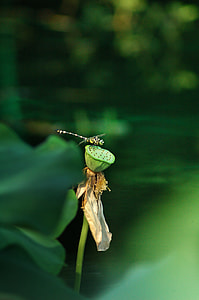 Dragonfly, Lotus thumbnail