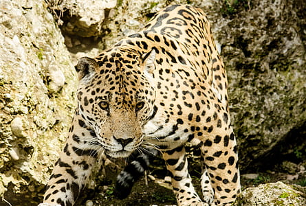 close-up photography of leopard during daytime thumbnail