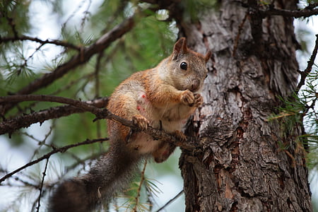squirrel on tree holding his hands thumbnail