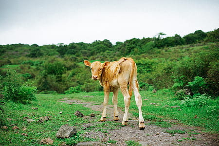 brown cow standing on green grass field thumbnail