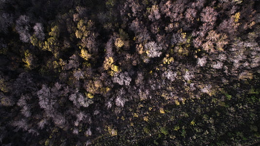 aerial view of forest range thumbnail