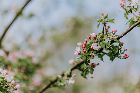 A blooming apple trees in spring thumbnail
