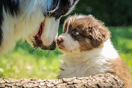 white and brown border collie puppy thumbnail