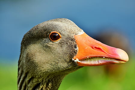 shallow focus photography of gray duck thumbnail