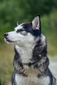 adult black and white Siberian husky thumbnail
