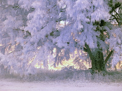 photo of tree covered with snow thumbnail