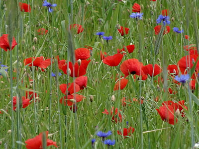 red and purple petaled flower field thumbnail
