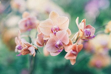 beige and purple button orchid thumbnail